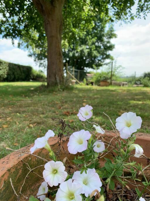 Cottage Chaleureux Au Coeur Des Monts De Flandres Saint-Jans-Cappel エクステリア 写真